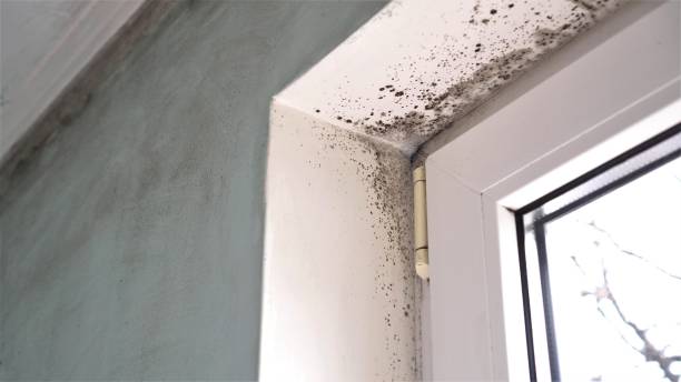Best Mold Remediation for Schools in Icard, NC