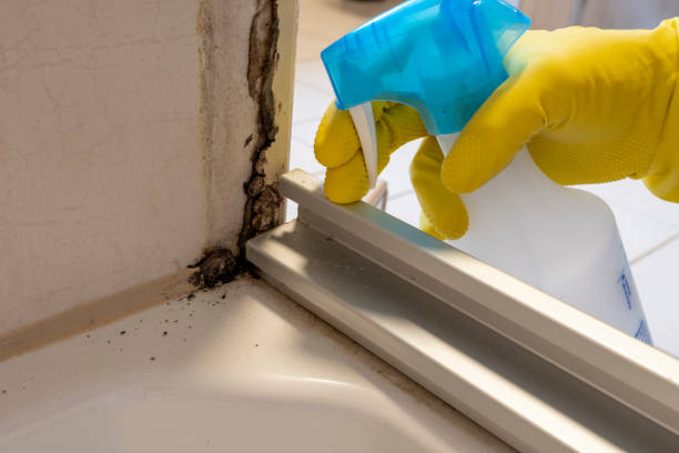 Professional Mold Remediation in Icard, NC