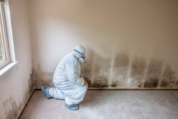 Best Localized Mold Remediation (e.g., coastal areas, humid climates) in Icard, NC